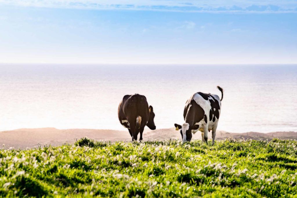 dairy cows near the pacific ocean
